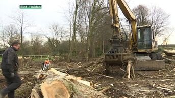 Sint-Truiden kapt 18 bomen in Zepperen