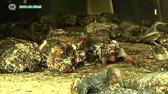 220 duiven sterven na brandstichting duiventil in Herk-de-Stad