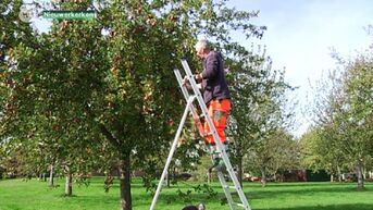 300 gezinnen plukken zelf appels omdat ze anders aan de bomen blijven hangen