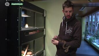 Uiterst zeldzame slangen in Natuurhulpcentrum