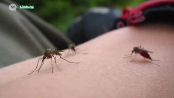 Muggen blijven weg uit Limburg