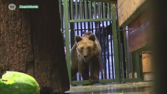 Natuurhulpcentrum vangt beren uit Albanees hotel op