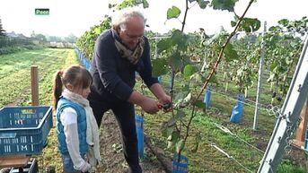Druivenpluk begonnen in wijngaard in Peer