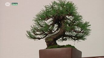 Grootste bonsaibeurs van Europa in Genk