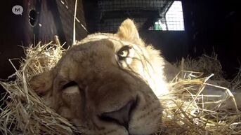 Natuurhulpcentrum redt jonge leeuw uit benarde situatie
