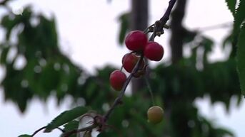 Fruitsector dreigt strijd tegen Little Cherry Virus te verliezen