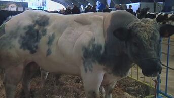 Haspengouwse jaarmarktprijskamp Witblauw ras-runderen in Sint-Truiden