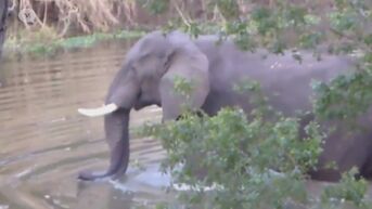 Neerpeltse vrouw vertrappeld door olifant in Zambia