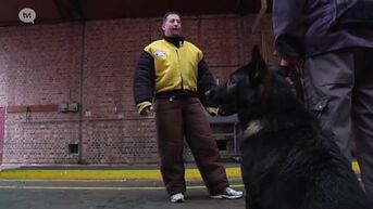 PLOT test honden van veiligheidsfirma's op gehoorzaamheid