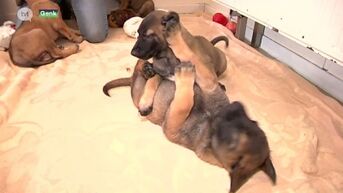 Tien pups uit dierenasiel Genk hebben allemaal nieuwe thuis