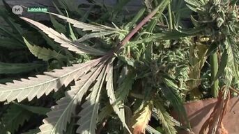 Politie rolt cannabisplantage op in Lanaken