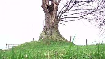 200 jaar oude boom verdeelt Herstappe, de kleinste gemeente van het land