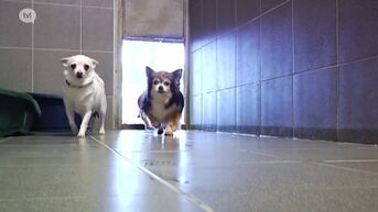 Honderden mensen willen honden en katten adopteren na TVL-repo over dierenasiel Sint-Truiden