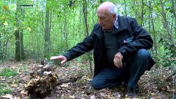 Welke paddenstoelen zijn eetbaar in onze Limburgse bossen?