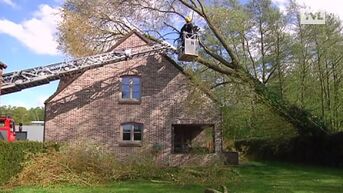 Stormschade in Limburg, boom valt op huis