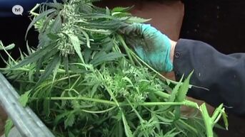 Parket Limburg rolt vier cannabisplantages op en pakt zes verdachten op