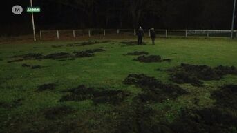 Everzwijnen verwoesten voor vierde keer voetbalveld in Genk