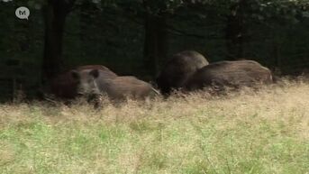 Schauvliege tikt Natuur en Bos op de vingers omdat er te veel wilde everzwijnen zijn in Limburg