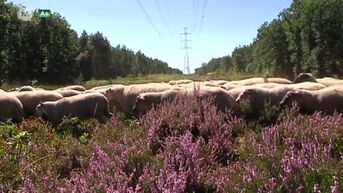 250 schapen moeten natuur onderhouden onder hoogspanningslijn