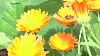 Beringen helpt de bijen