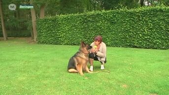 Hond beschermt vrouw na aanval everzwijn in Beringen