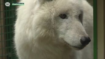 Natuurhulpcentrum vangt witte wolf op