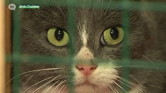 20 verwaarsloosde katten weggehaald bij boer in Riemst