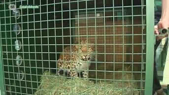 Natuurhulpcentrum vangt luipaarden uit Polen op