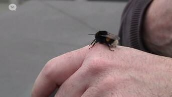 Provincie wil Limburgse bijen redden