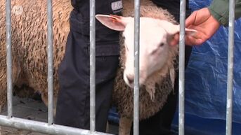 Excuses Marokkaanse gemeenschap na incident schapenkoppen