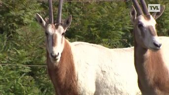 Sil Janssen van Natuurhulpcentrum verontwaardigd over afslachting dieren in Planckendael