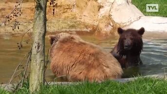 Het gaat uitstekend met Berros, de beer die door het Natuurhulpcentrum werd gered