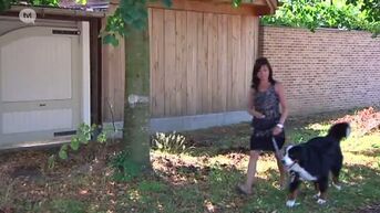 Wie hondenpoep niet opruimt in Bilzen, riskeert GAS-boete van 250 euro