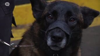 PLOT test honden van securityfirma's op gehoorzaamheid