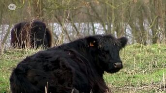 Maaslandrunderen