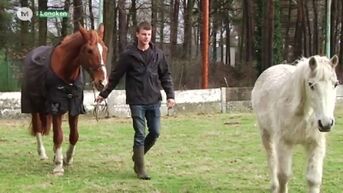 Eigenaars krijgen verwaarloosde paarden Lanaken niet terug