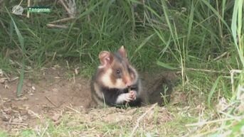 Laatste wilde hamsters in ons land leven in Tongeren