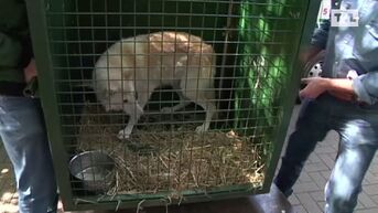 Natuurhulpcentrum vangt wolven uit Parijs op