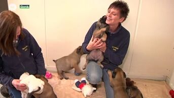 Tien puppy's wachten op nieuw baasje in asiel van Genk