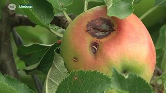Boerenbond vraagt steun voor zwaar getroffen fruittelers