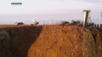 Plaag van vliegende mieren in Limburg