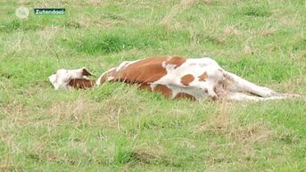 Dierenverwaarlozing op een boerderij in Zutendaal