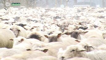 Opvallend: 850 schapen trekken door de straten van Bocholt