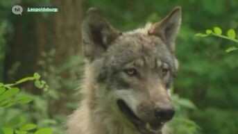 Wolf zal nog een tijdje in Limburg blijven en er komen er nog meer aan