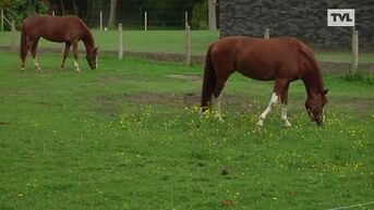 Paardenbeul slaat toe in Diepenbeek