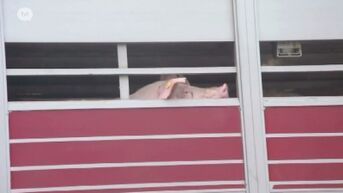 Vrachtwagen met varkens kantelt in Overpelt