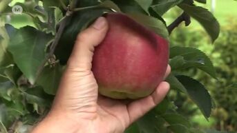 Digitalisering centraal bij Fruitcel