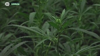Zes cannabisplantages opgeruimd