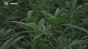 Parket rolt drie grote cannabisplantages op