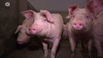 Plan moet toekomst varkensboeren in Limburg verzekeren